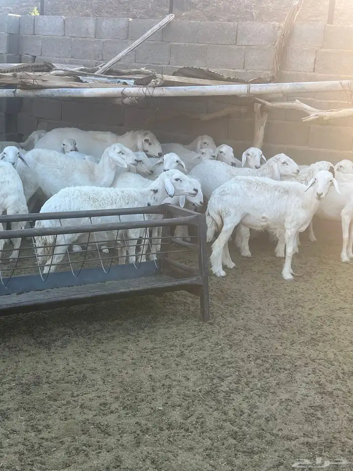 ضان وطليان للبيع 0