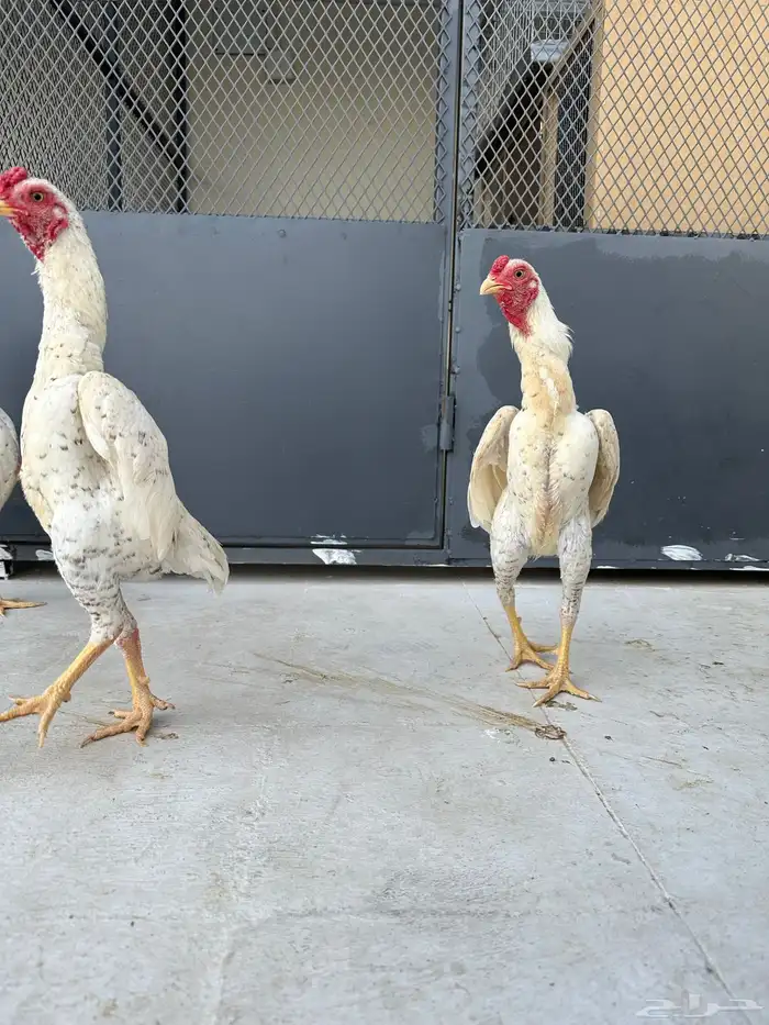 صوص كوشامو (تم البيع) 12