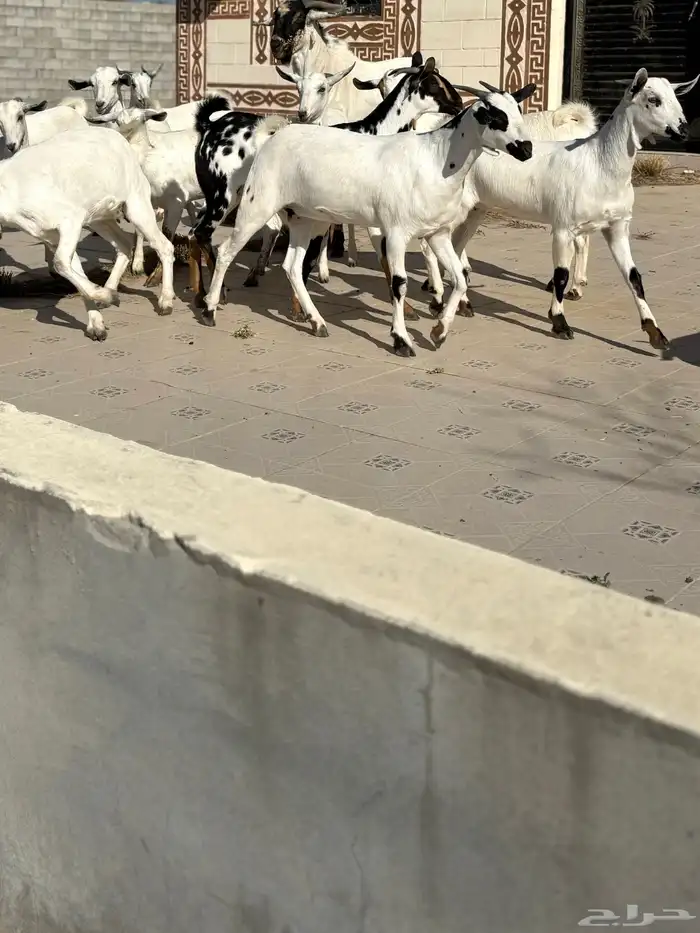 جفرات بيشيه 14