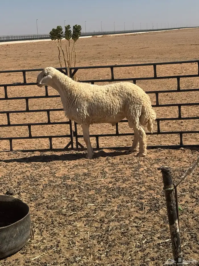 للبيع فحل صف الصنف 2