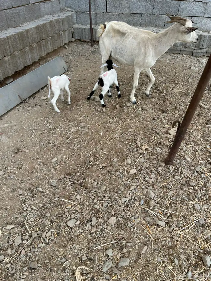 1ماعز بيشي معها 2 تيس وجفره 0