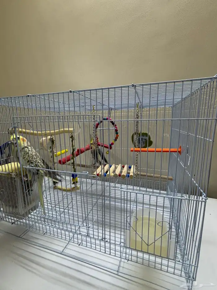 جوز كروان طيور 5