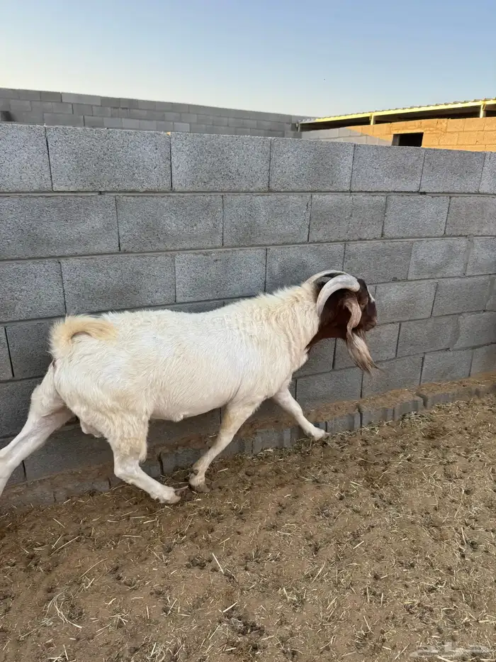 تيس بورقوت 1