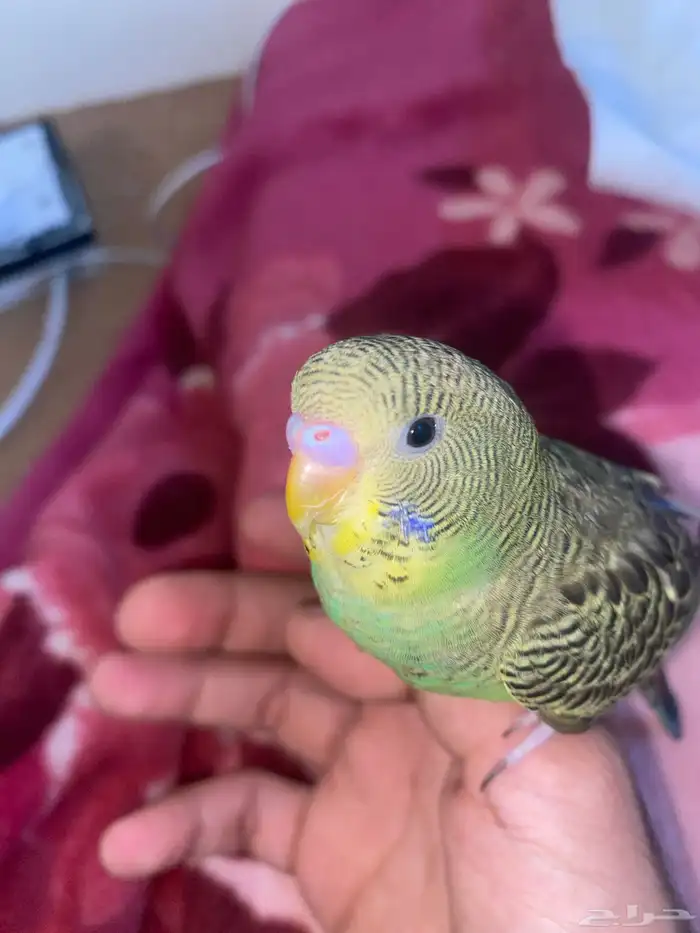 ببغاء وقطوه مع اغراضهم 0