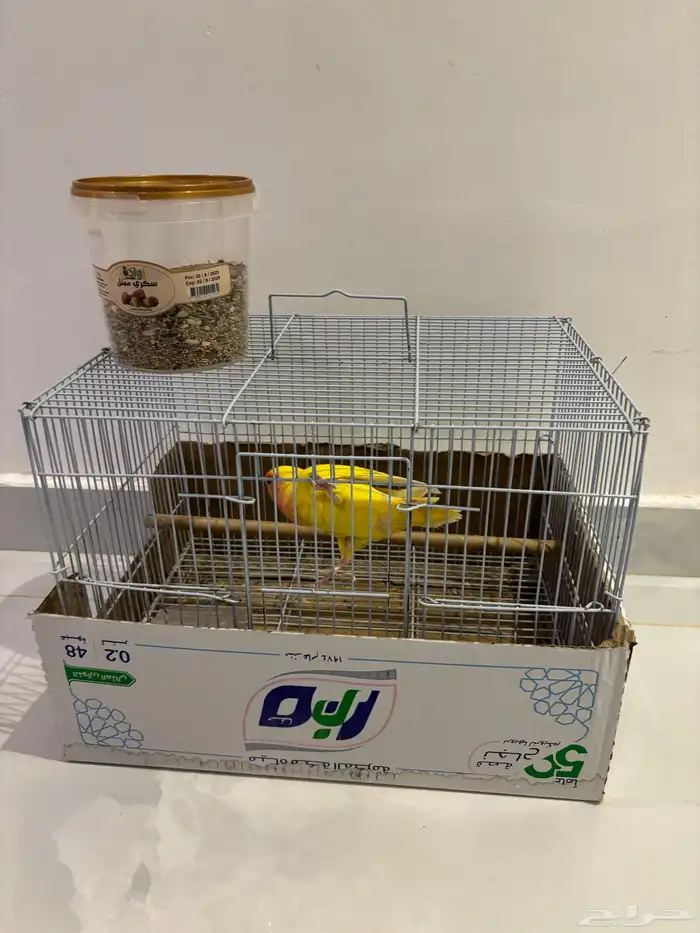 بغبغاء روز 1