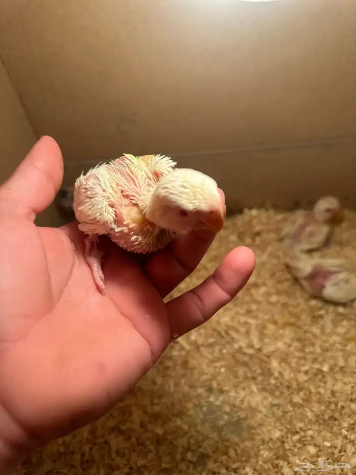 فراخ روز كروان غر 0