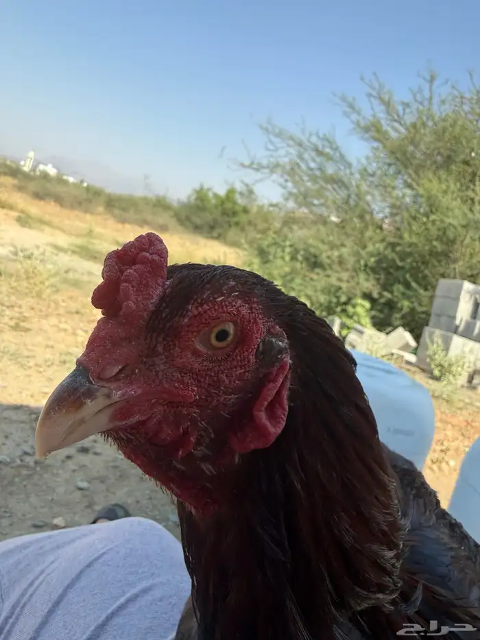 ديك باكستاني 1