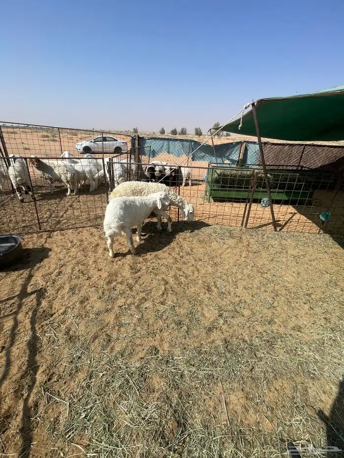 حريه ثنيه والد معه خروف عمره شهرين ونص 2