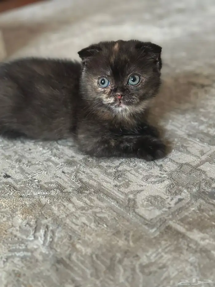 قطط كيتن البيع 4