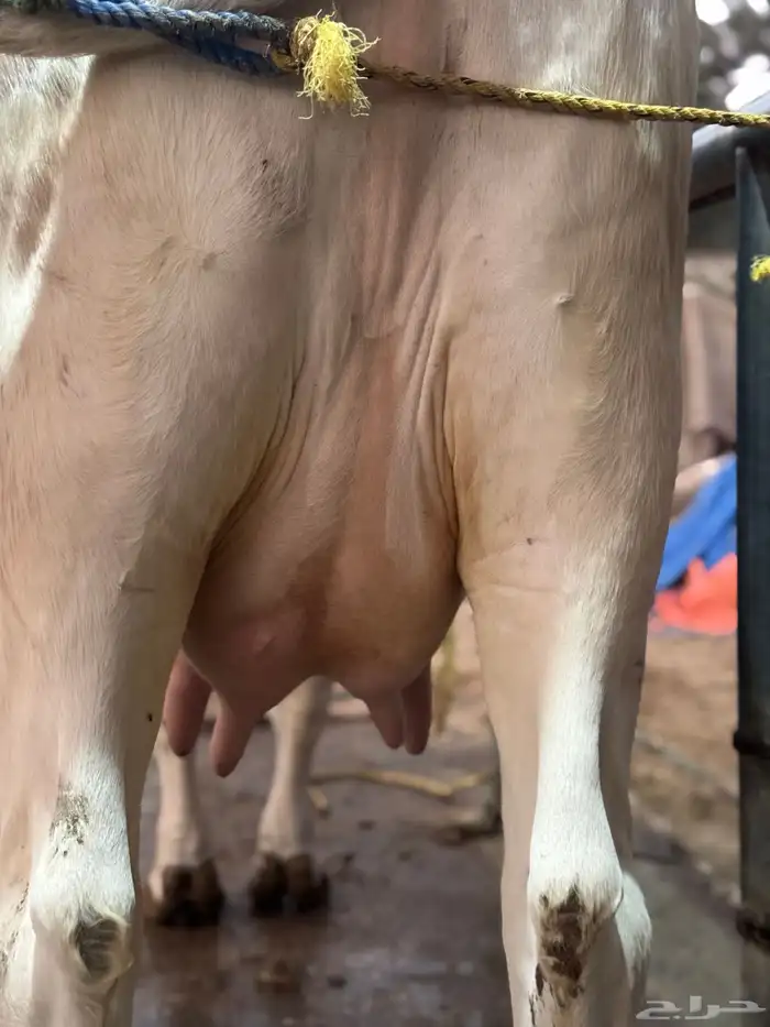 بقره المانيه بيور خصم الخصم بكر 5