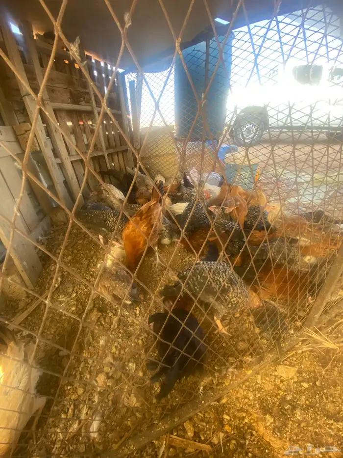 فراريج وديكه 3