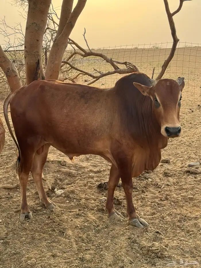 ثور بلدي مشروط 2