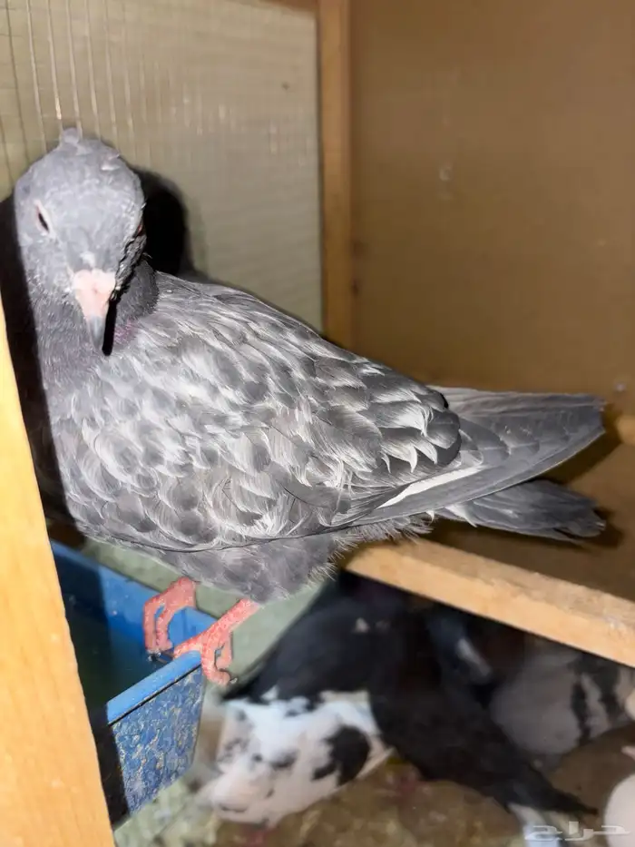 حمام للبيع قطيفي باكستاني فرنسي صنعاني 4