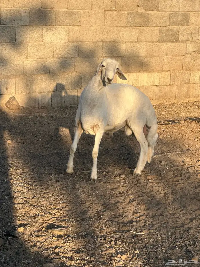 مشروع فحل 1 8