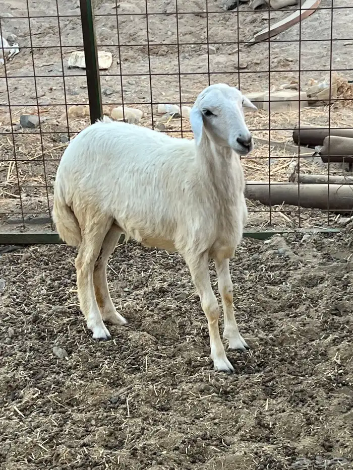 رخل شحم ( تم البيع ) 1