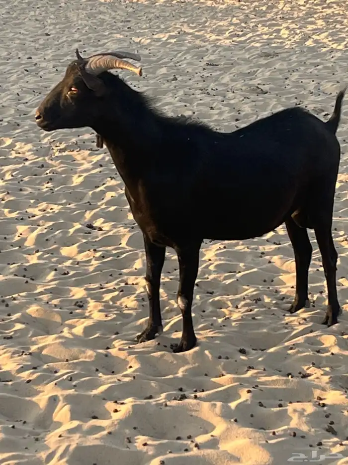 تيس ميرسلانو (أسباني) 5