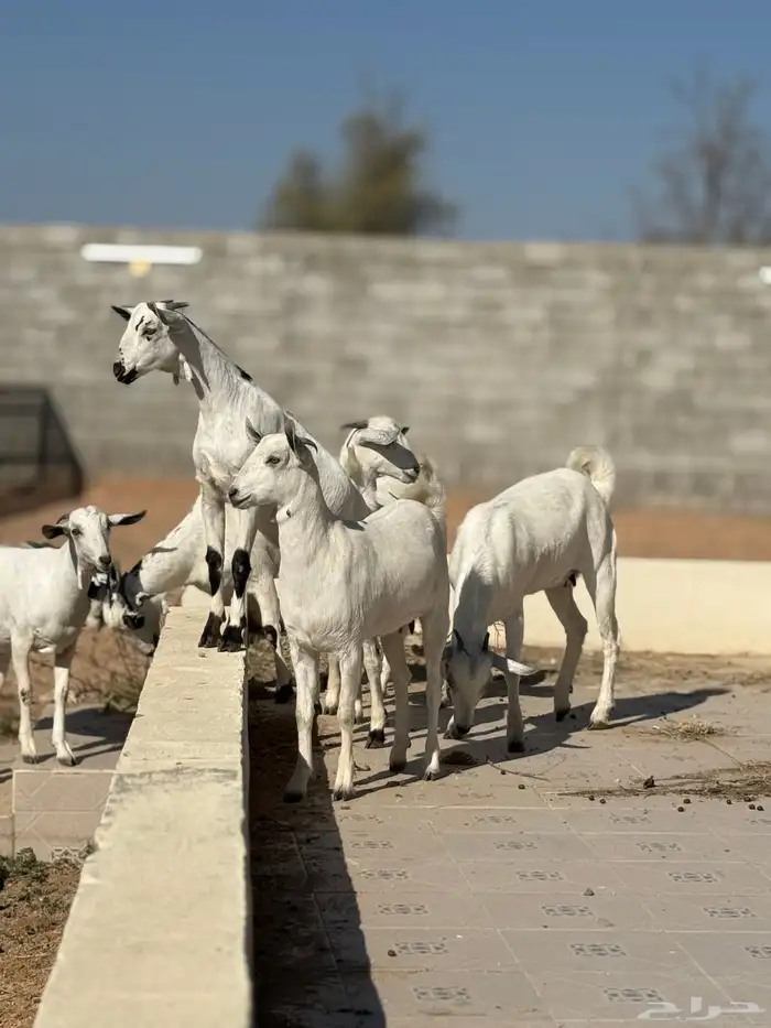 جفرات بيشيه 15