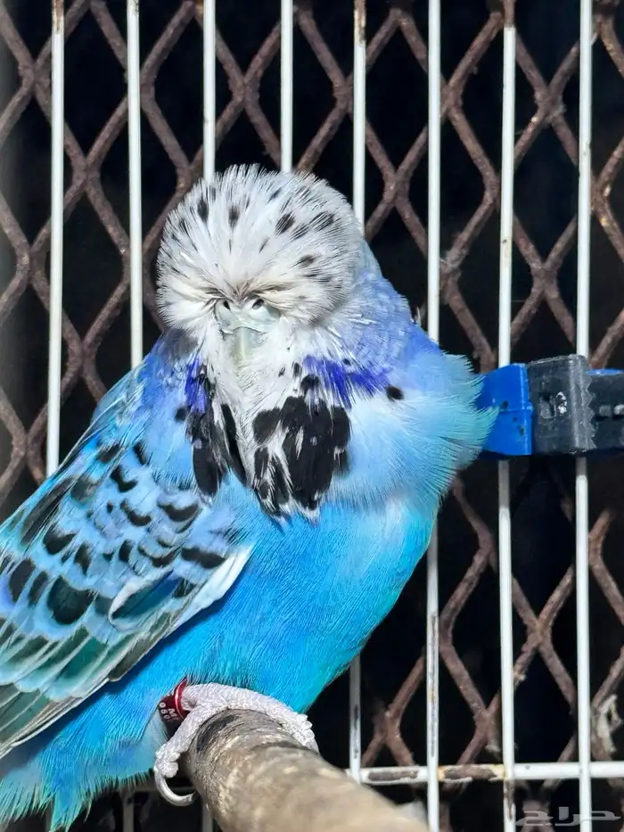 انثى بادجي انجليزي 5