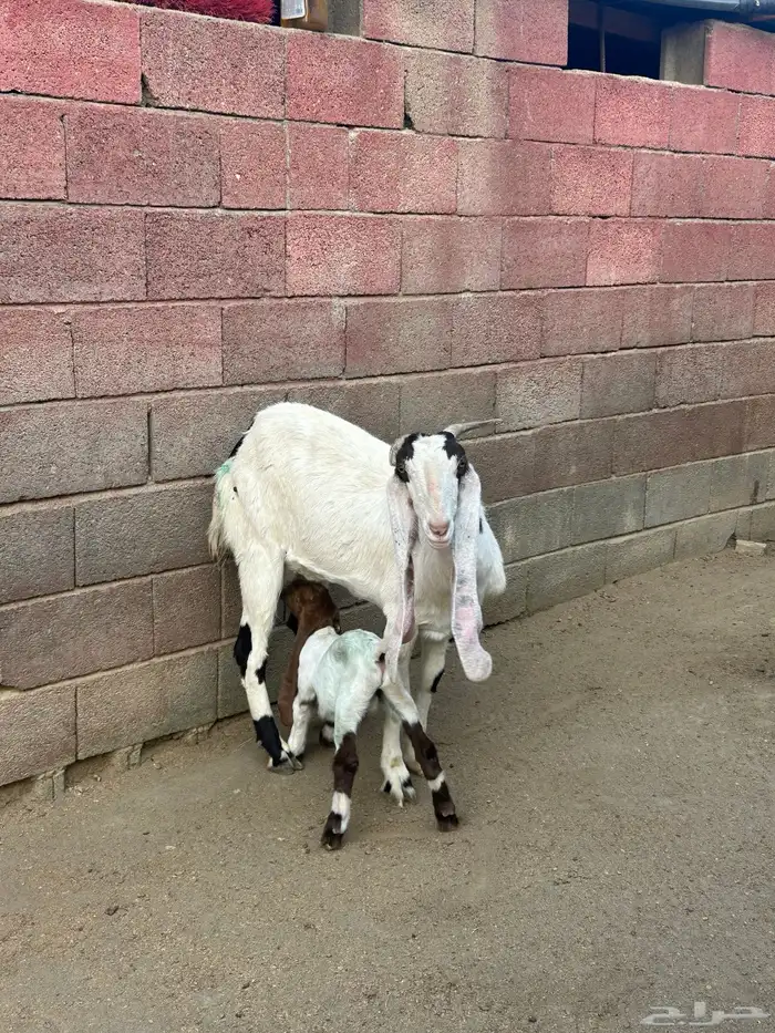 معزا مطوره فاخره 13