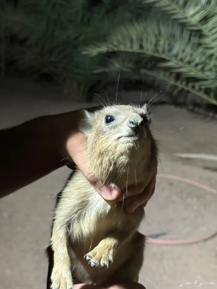 وبران للبيع ذكرين و ثلاث اناثي اعمارهم 8شهور 15