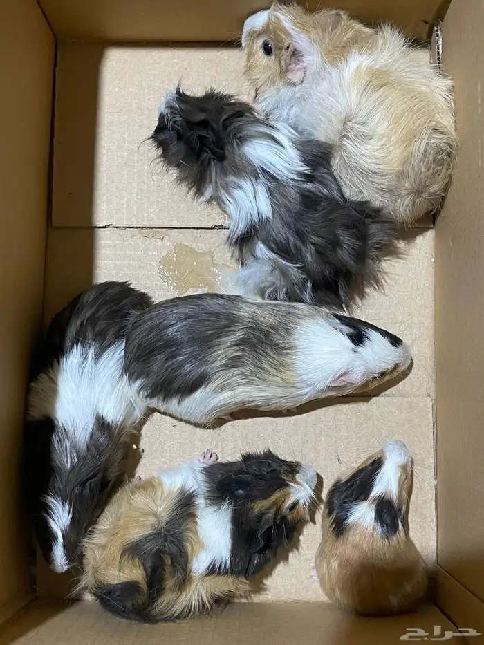 3 أزواج وبرة (أمريكي- فرنسي - بلدي) 0