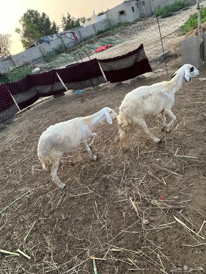 نعجتين سواكني للبيع 3