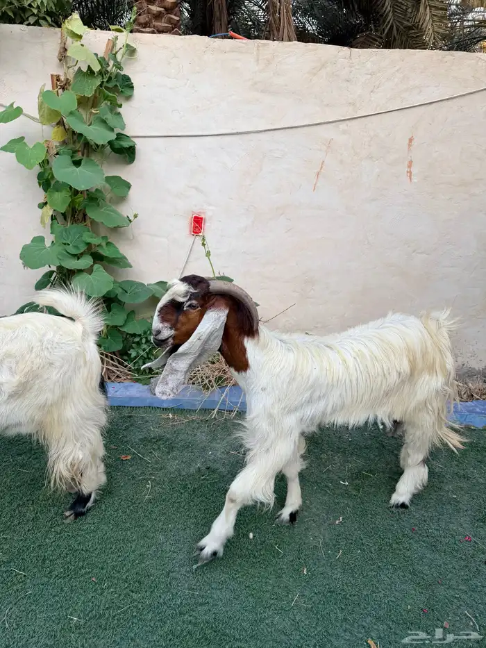 عنز جرمه وشكله طيب دافع توأم 4