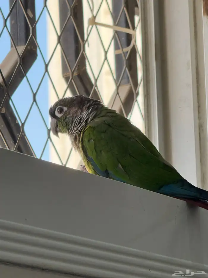 ببغاء كنيور اليف 0