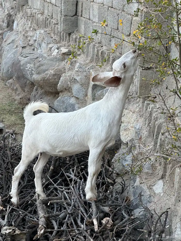 عناق فل شحم او مقنوي كايفه 7