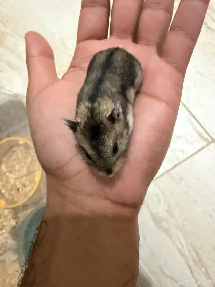 هامستر ونتر وايت للبيع 8