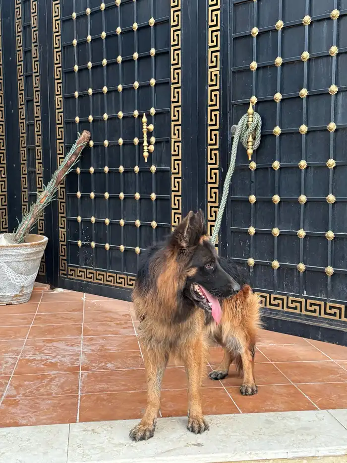 ذكر جيرمن شيبرد شولاين 1