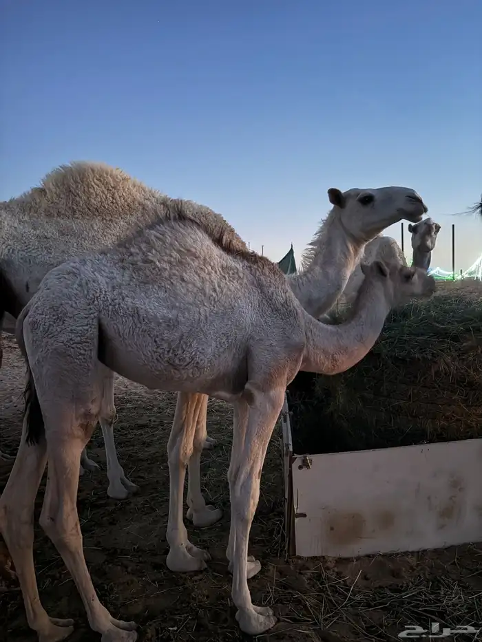 بكرة للبيع 4