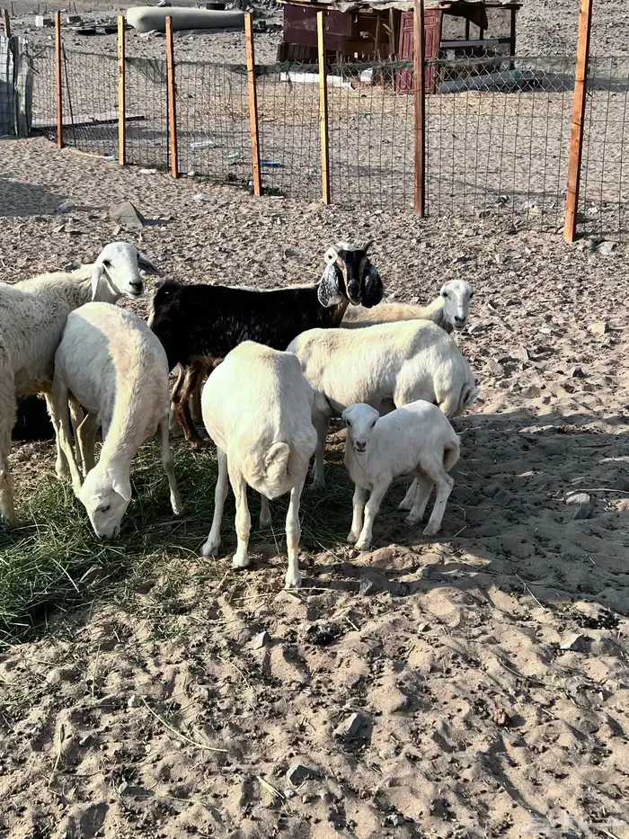 رفيديات مواليد ودفع 8