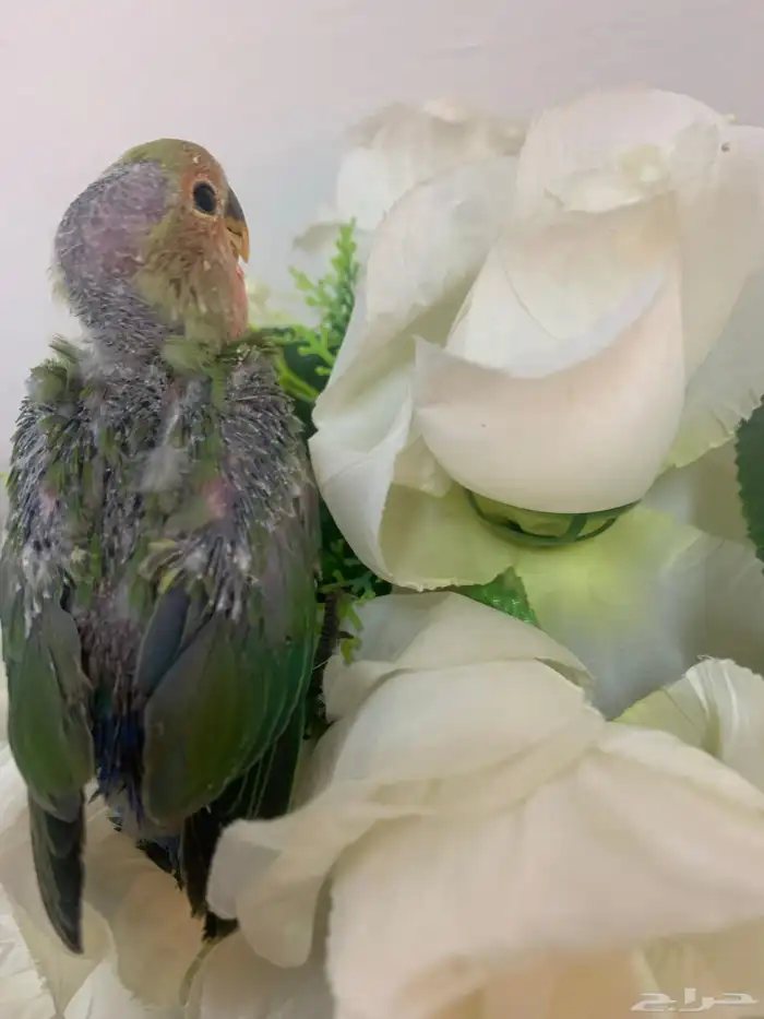 فرخ روز غر لتدريب الهدد 1