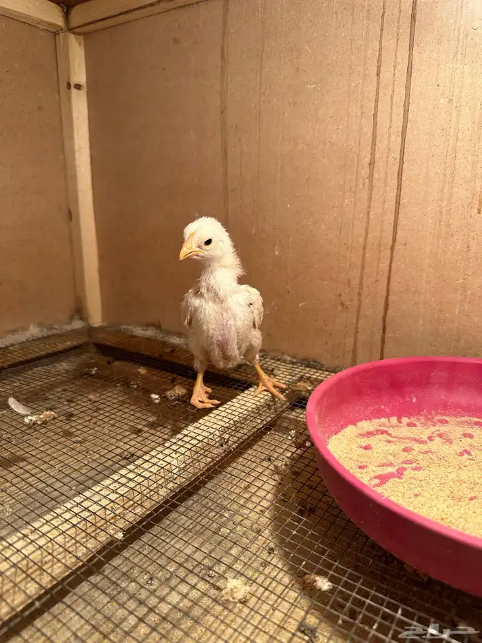 صوص كوشامو (تم البيع) 3