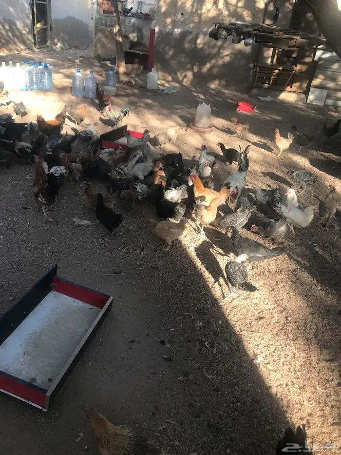 دجاج بياض للبيع 1