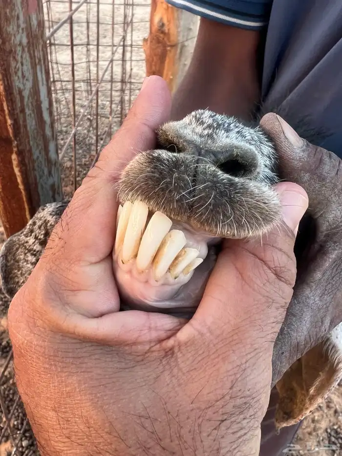 للبيع عنزين 1