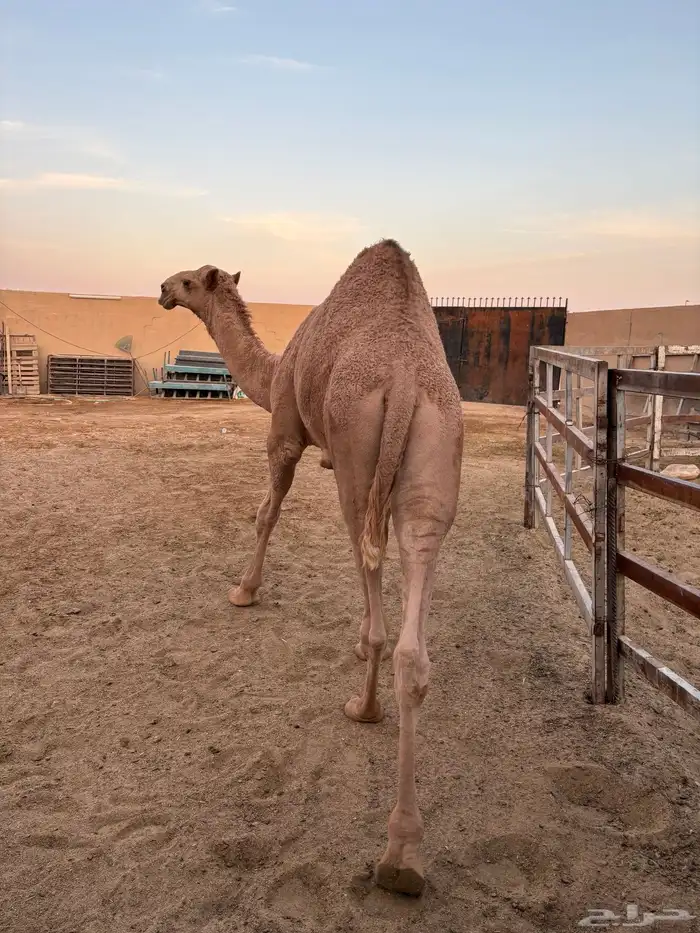 قعود أشعل طايش وزن وزن سومه 8000 3