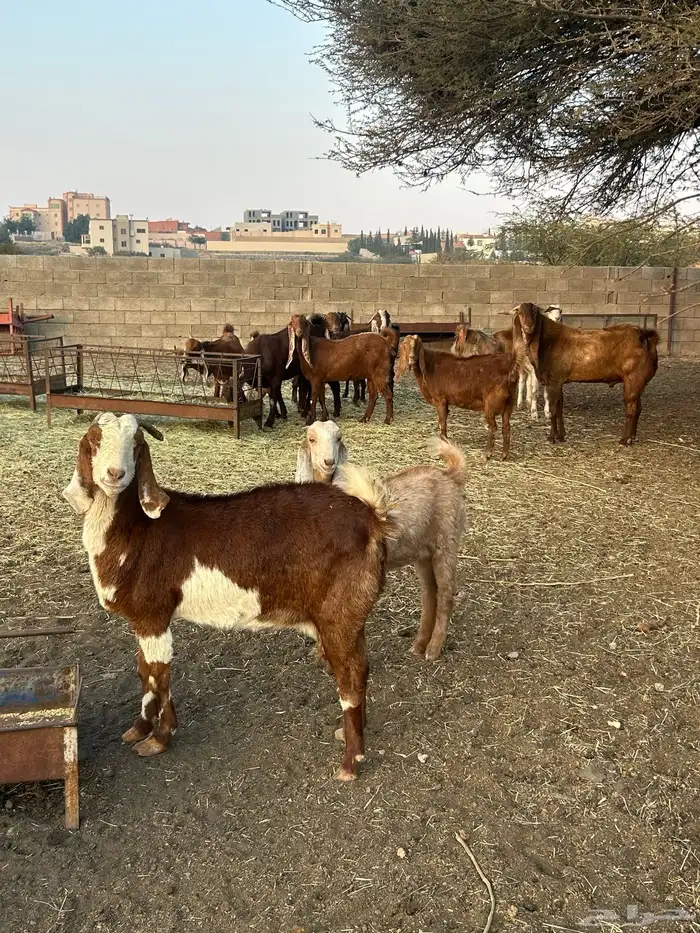 معزا مطوره فاخره 4