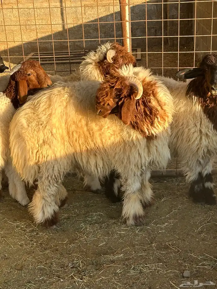 مشروع فحل نعيم 6