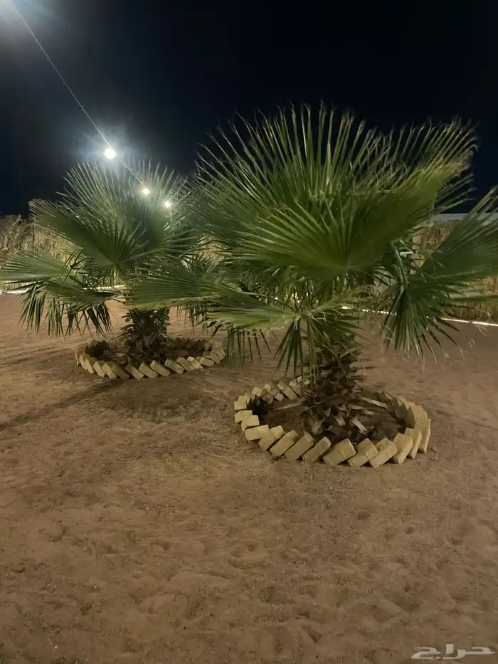 نخل واشنطني امريكي 1