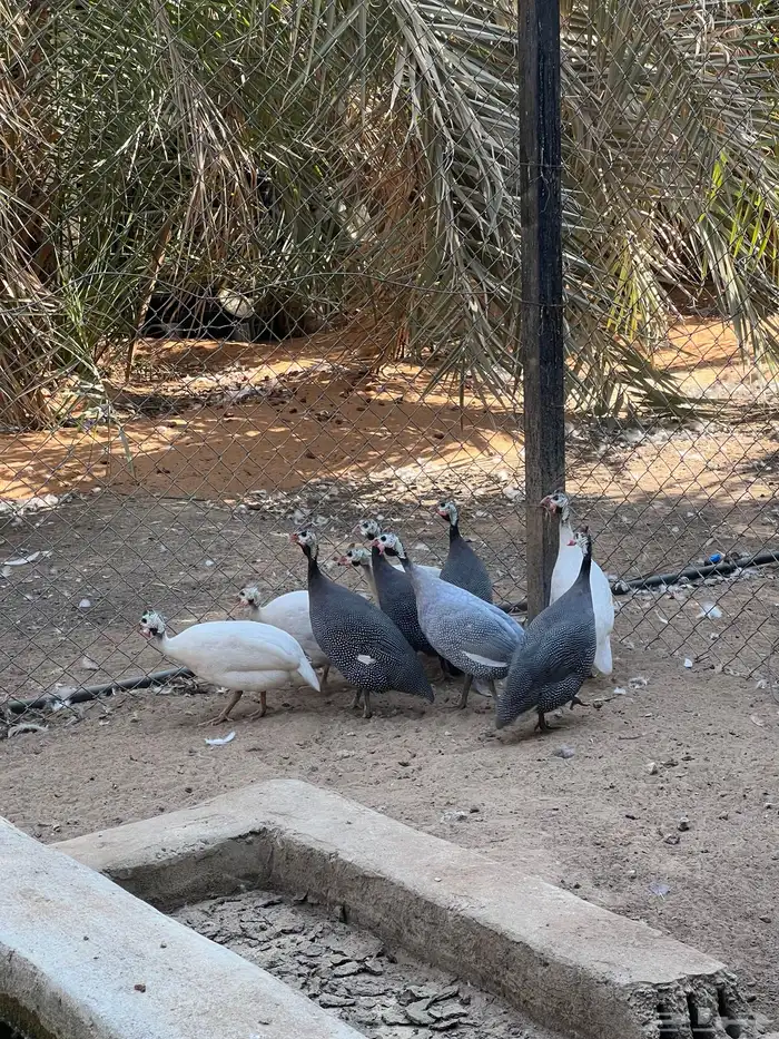 حبش دجاج حجل للبيع الخرج العفجه 3