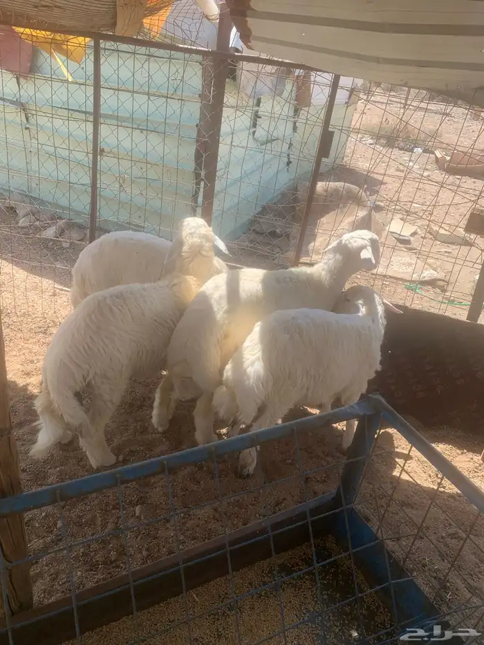 يتوفر لدينا ذبايح حري وتيوس وسواكن 2