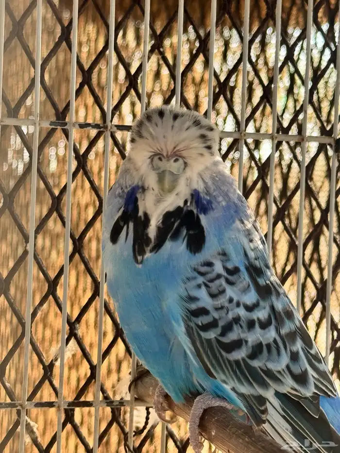 انثى بادجي انجليزي 6