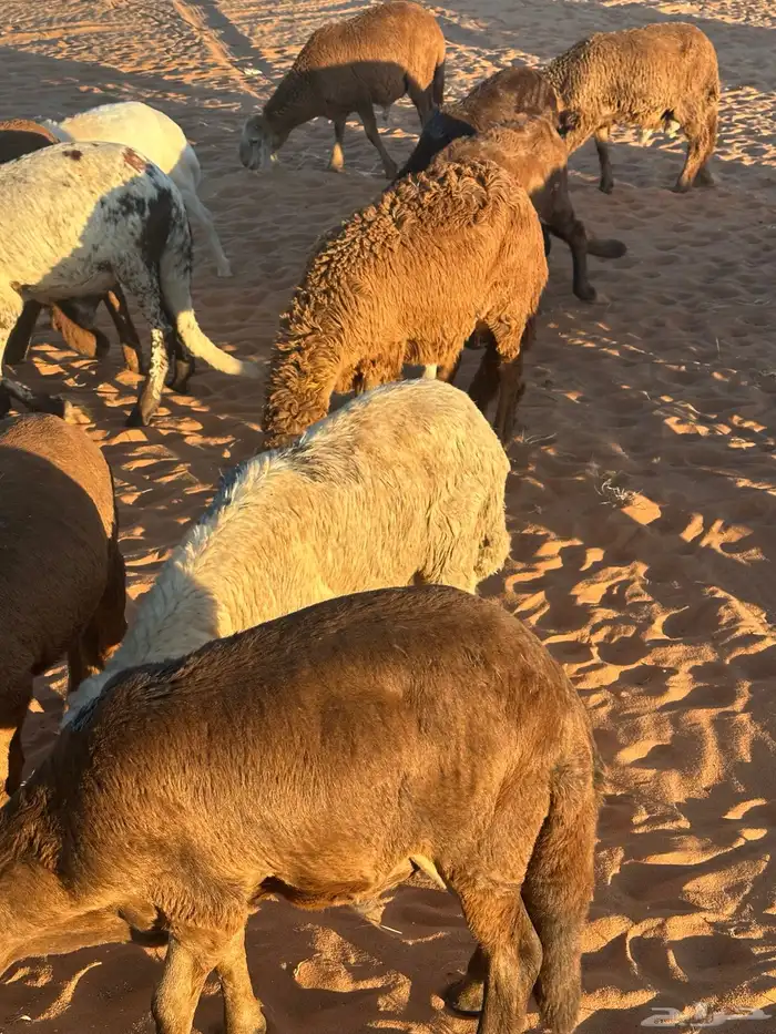 طليان سواكن غنم بر 77