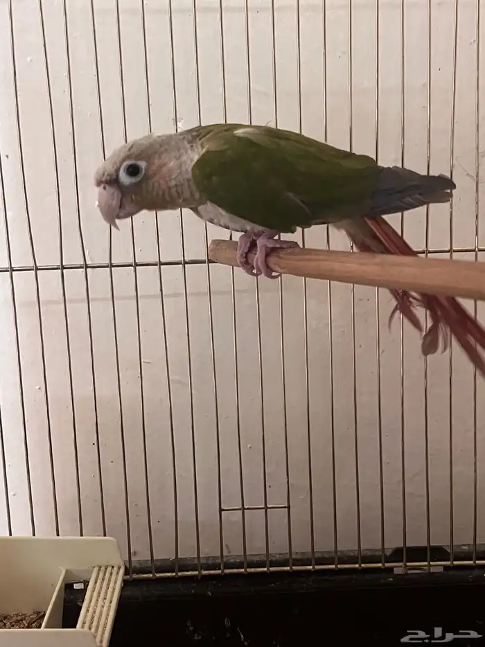 كنيور للبيع واغراض مطير 0