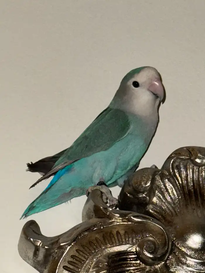 طيور روز للبيع 6