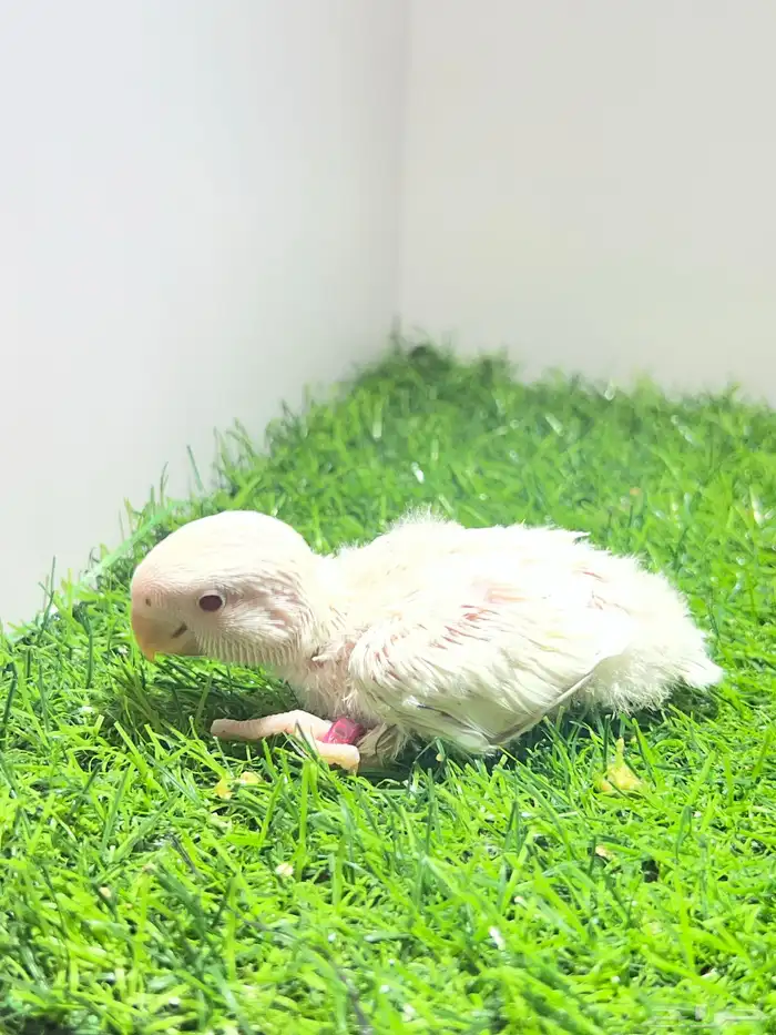 فرخ روز البينو غر 3