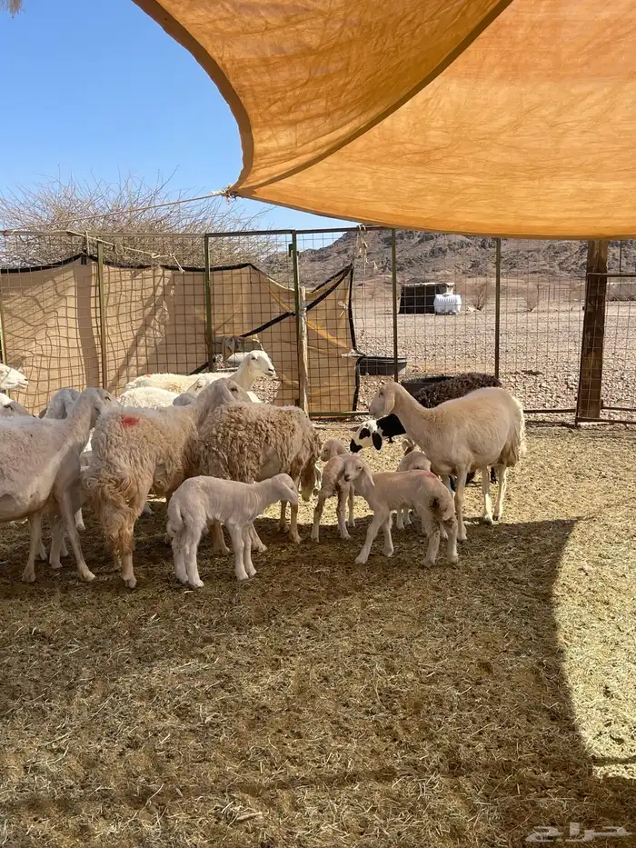 ضان ( تم البيع ) 3