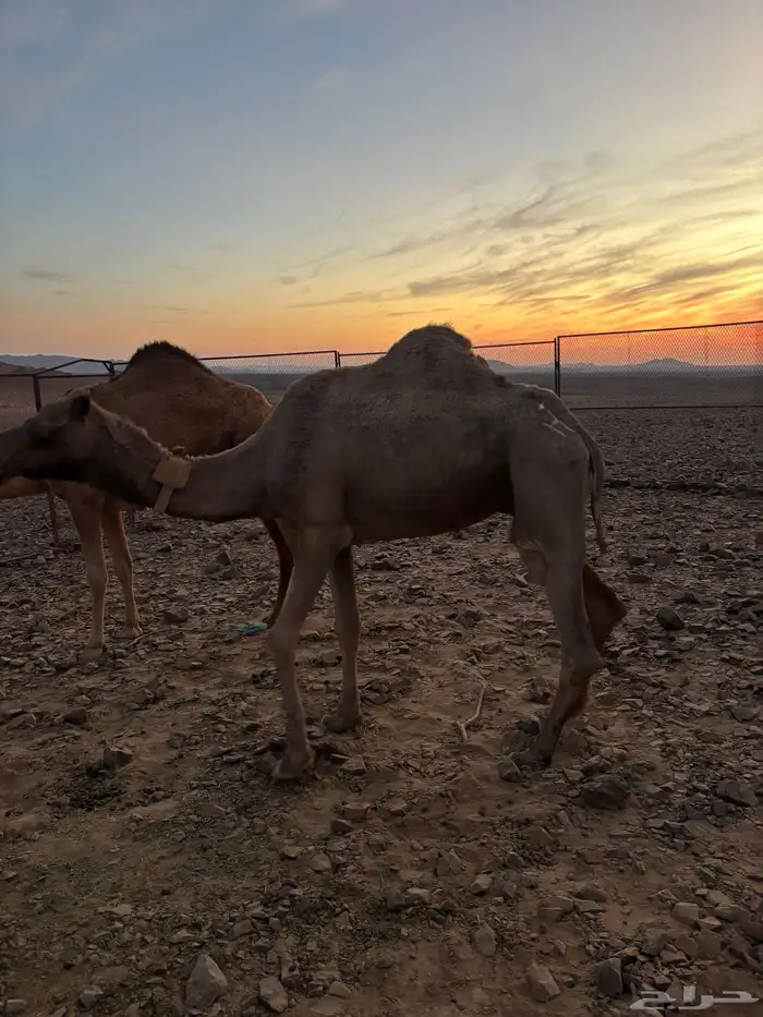 ناقه شقحا القحه 3